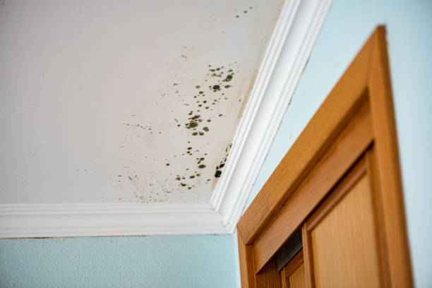 Best Certified Mold Removal  in Waikapu, HI