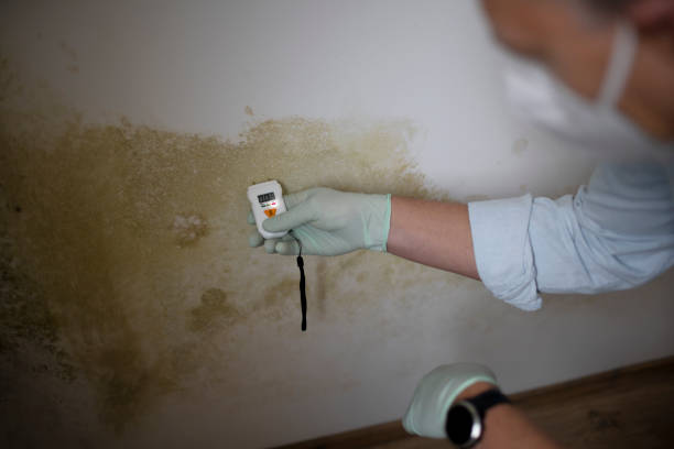 Mold Testing and Removal in Waikapu, HI