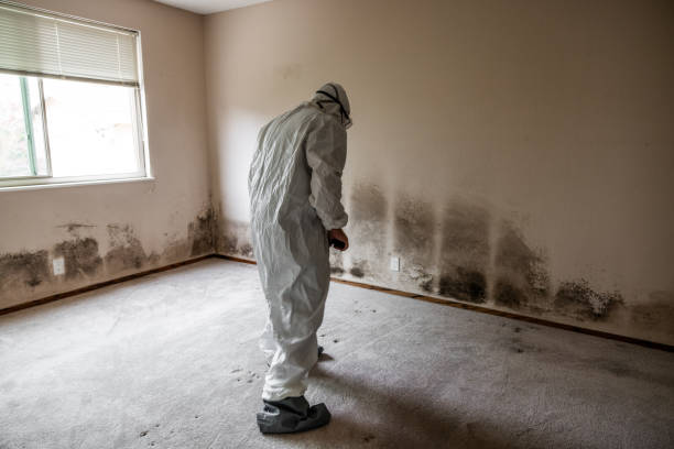 Best Crawl Space Mold Removal  in Waikapu, HI